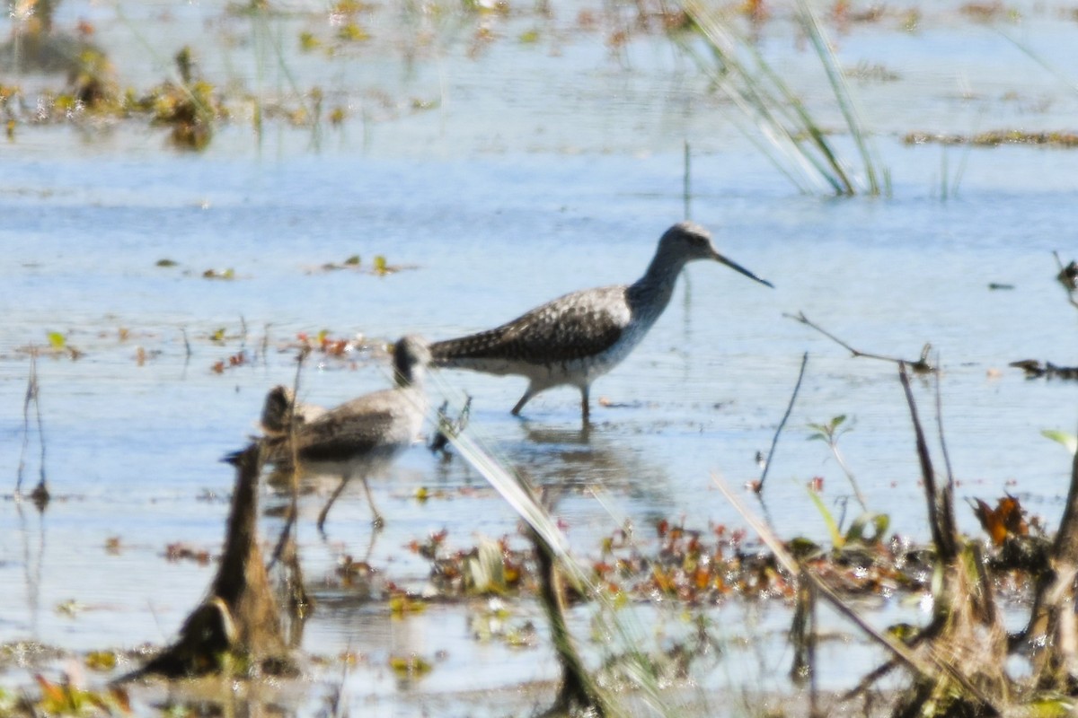 Greater Yellowlegs - ML616940343