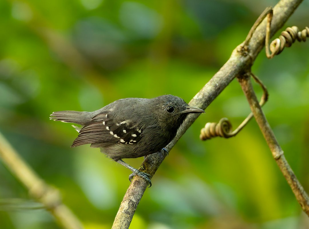 White-flanked Antwren (Silvery-flanked) - Allan Clé Porto