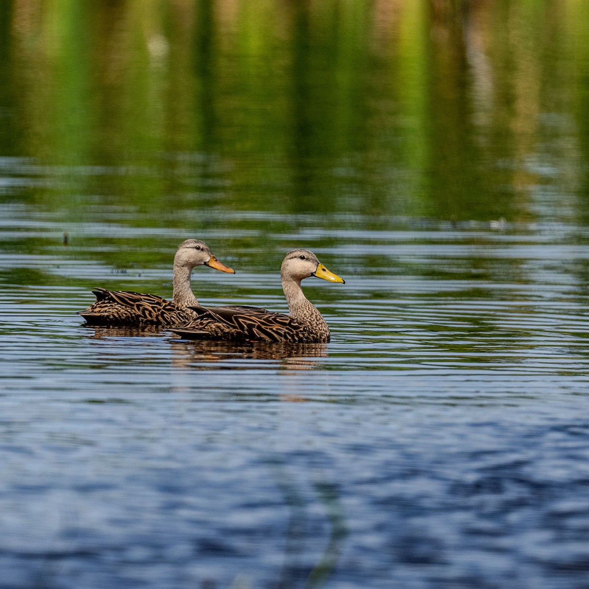 Mottled Duck - Joel Cohen