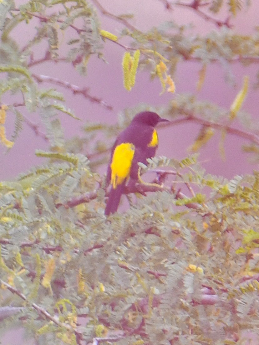 Hispaniolan Oriole - ML616940525