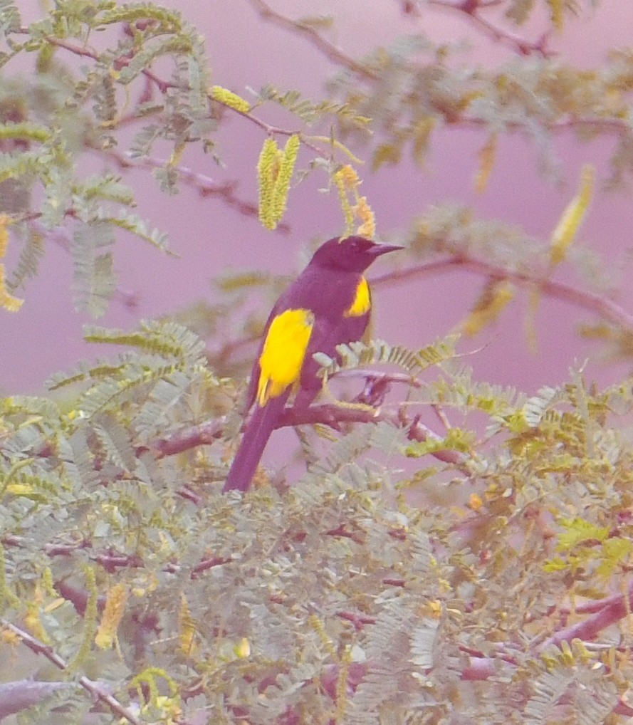 Hispaniolan Oriole - ML616940526