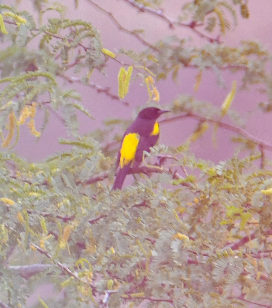 Hispaniolan Oriole - ML616940527