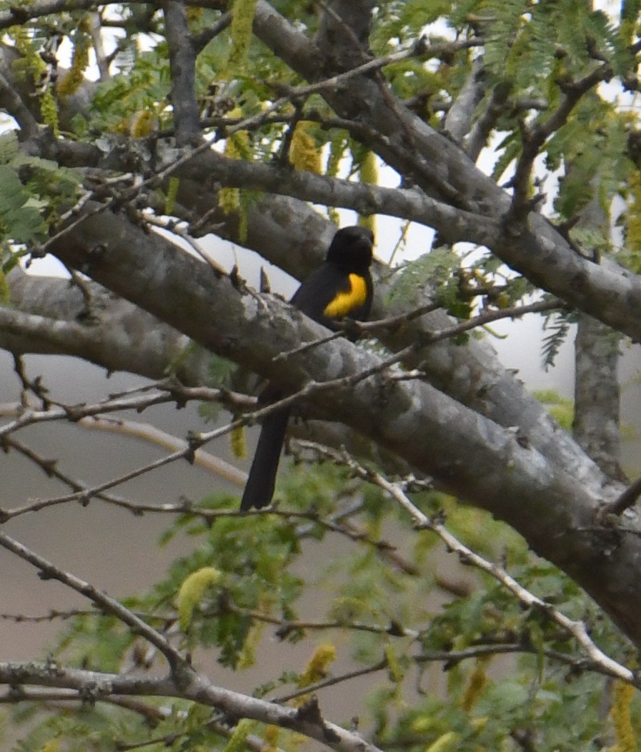 Hispaniolan Oriole - ML616940536