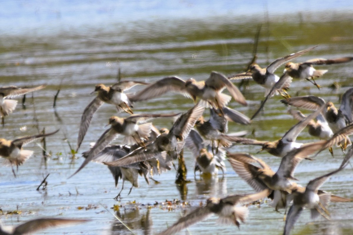 Pectoral Sandpiper - ML616940540