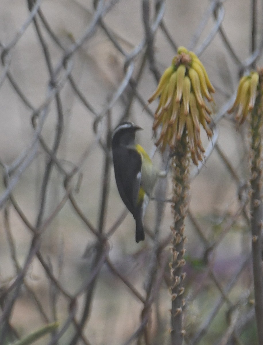 Bananaquit - ML616940568