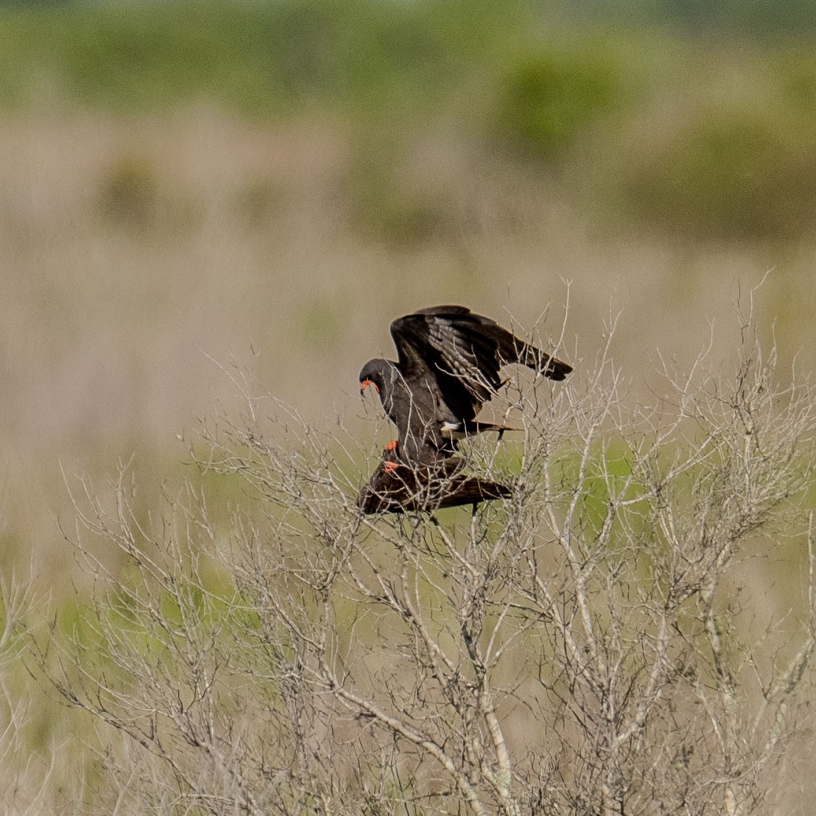 Snail Kite - ML616940573