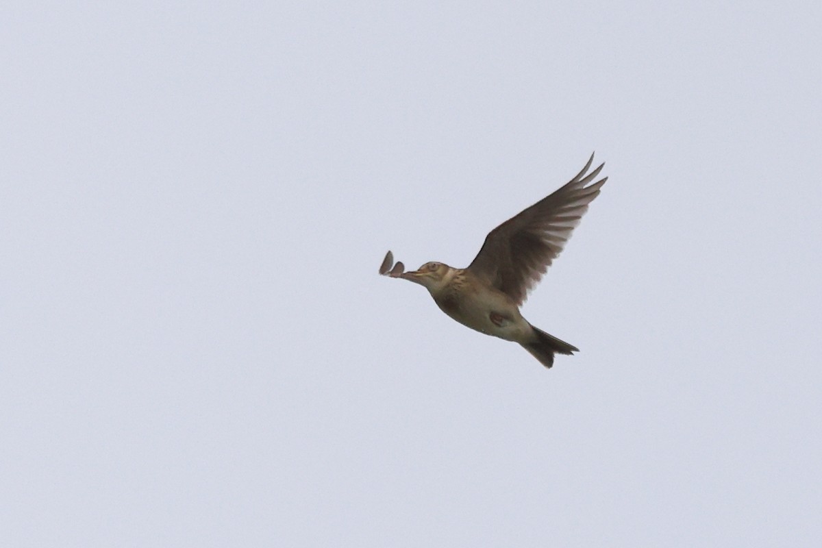 Eurasian Skylark (European) - Paul (Mac) Smith   🦅