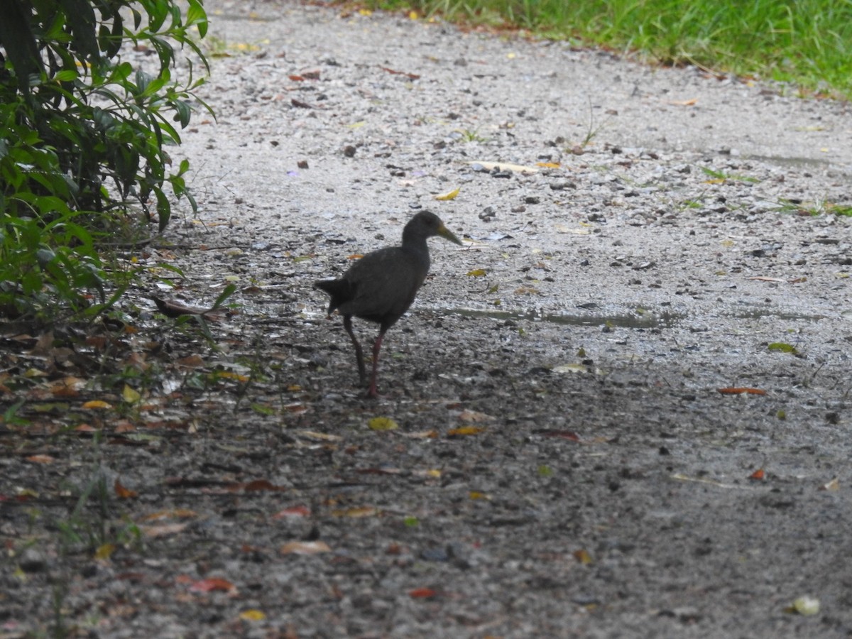 Gray-cowled Wood-Rail - ML616940595