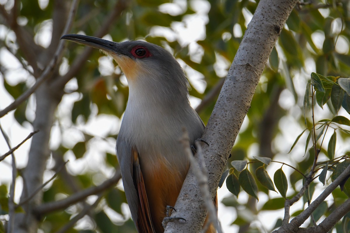 Hispaniolan Lizard-Cuckoo - David Chernack