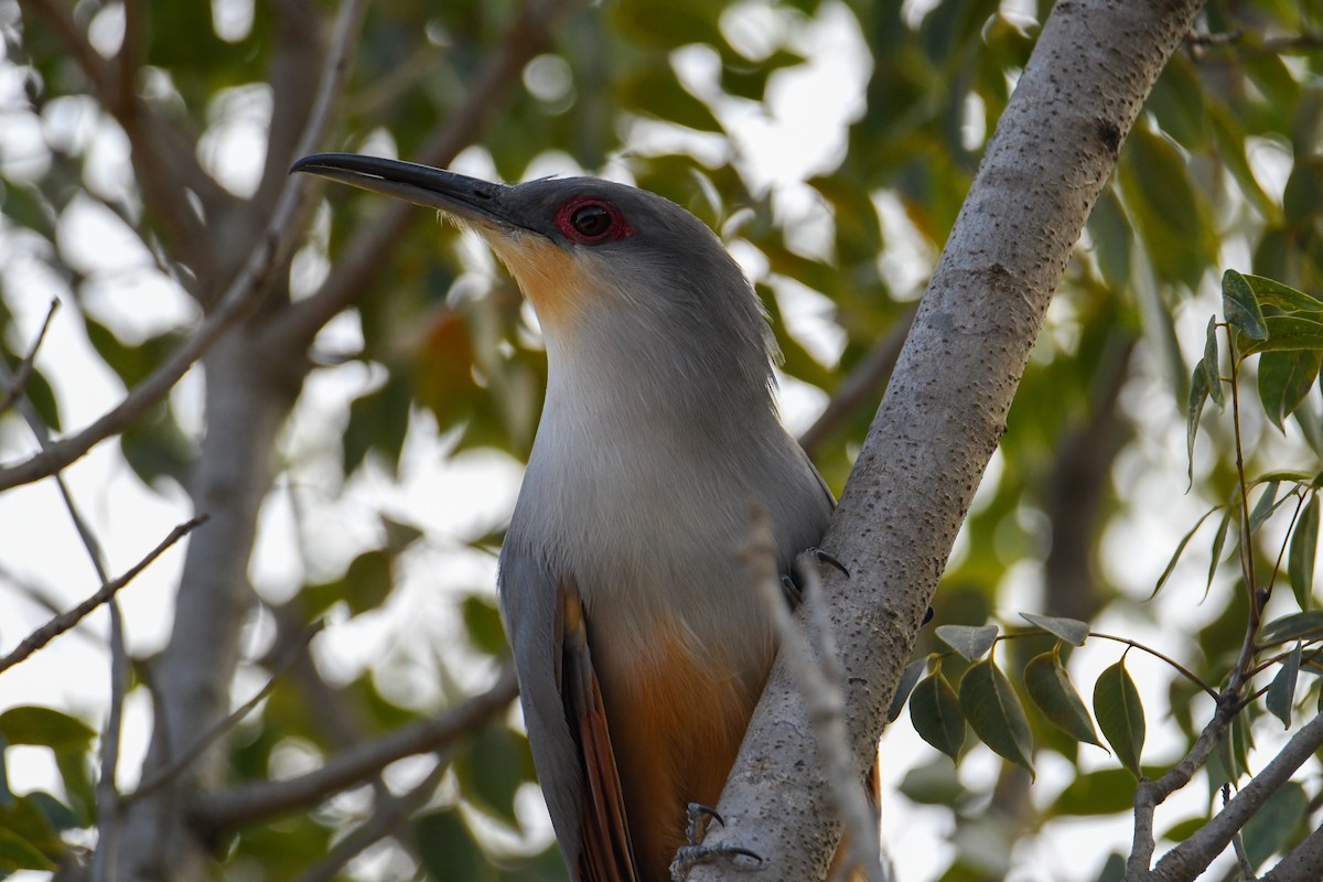 Hispaniolan Lizard-Cuckoo - David Chernack