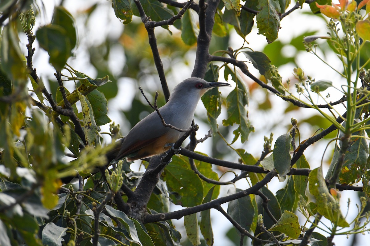 Hispaniolan Lizard-Cuckoo - David Chernack