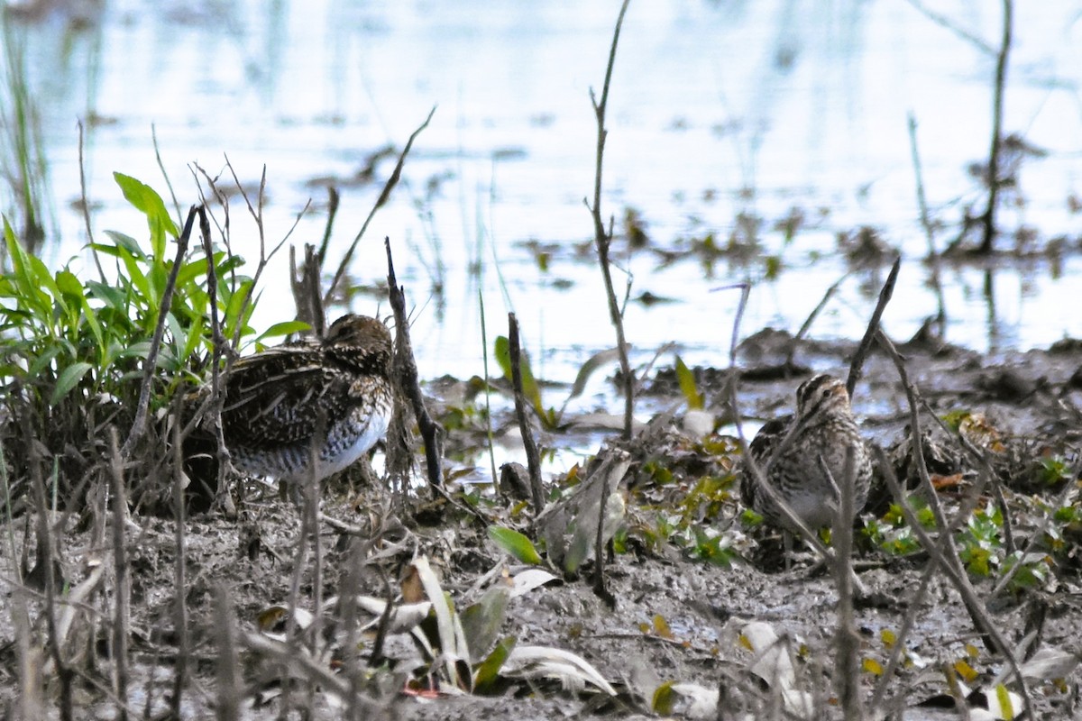 Wilson's Snipe - ML616940709