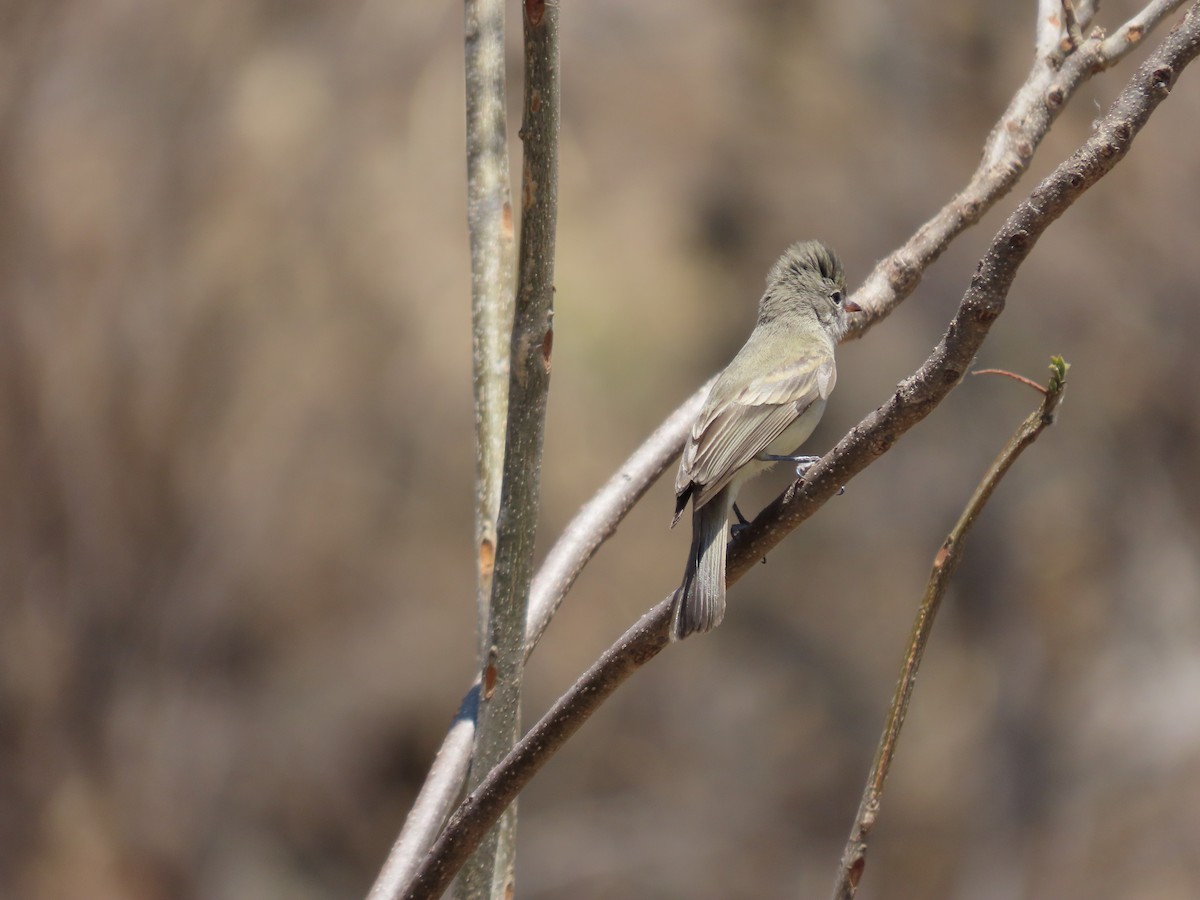Northern Beardless-Tyrannulet - ML616940819