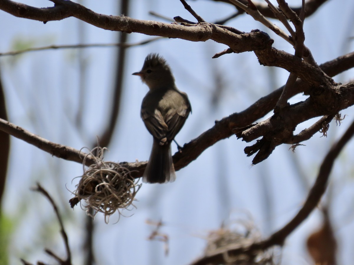 Northern Beardless-Tyrannulet - ML616940820