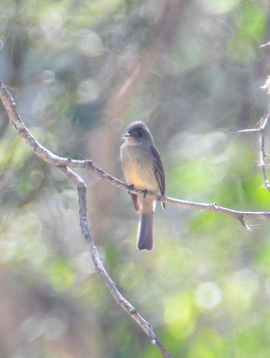 Hispaniolan Pewee - David Chernack