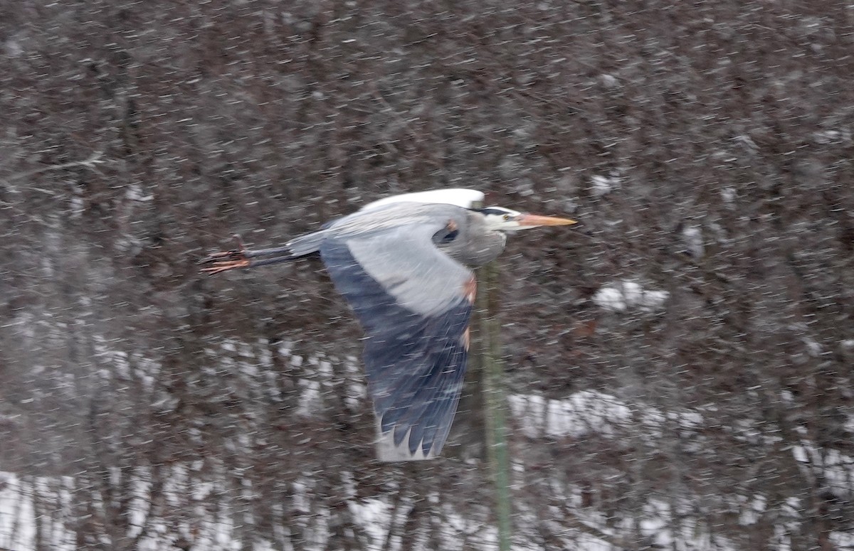 Great Blue Heron - ML616940839