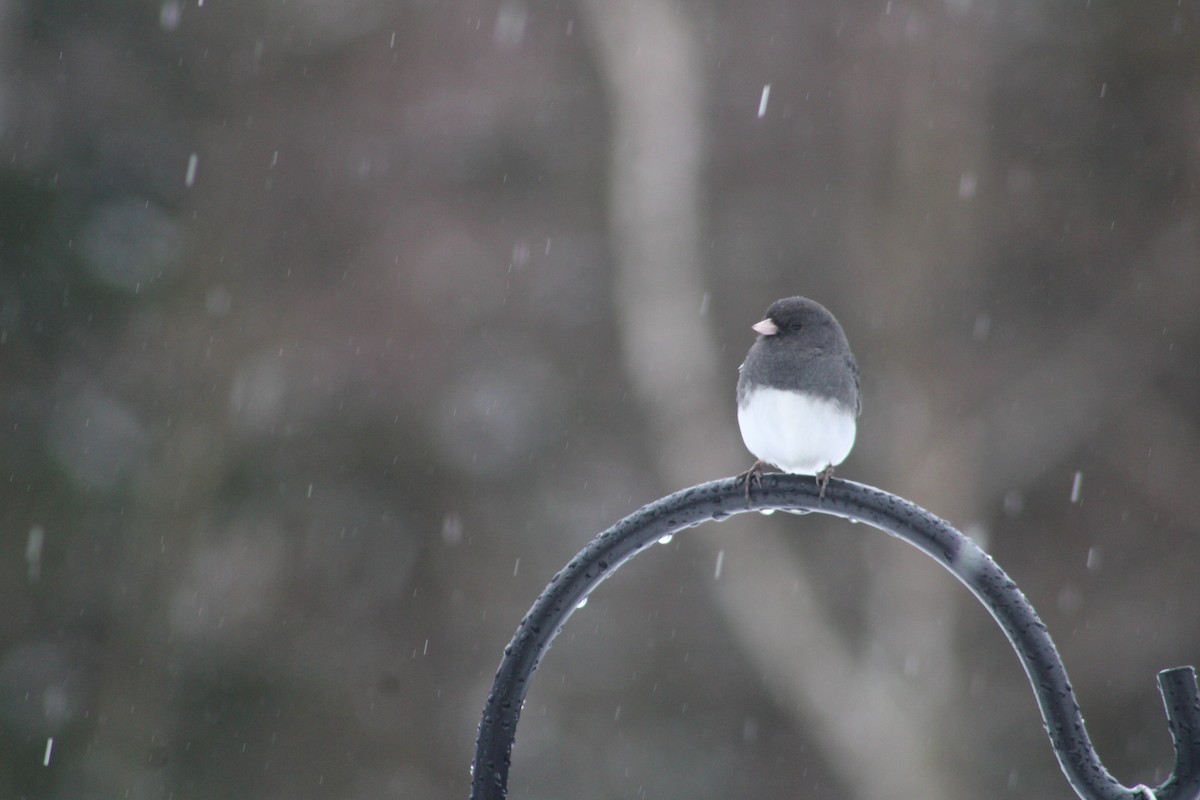 Junco Ojioscuro - ML616941022