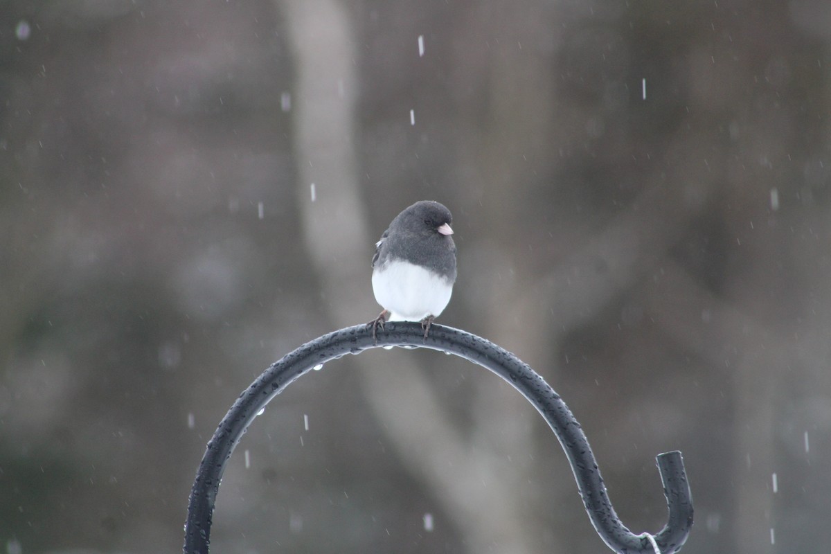 Dark-eyed Junco - Audrūnas Gricius