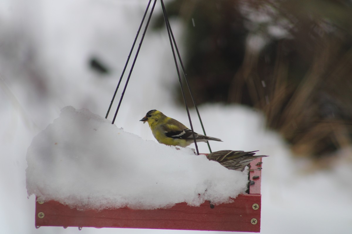 American Goldfinch - ML616941032