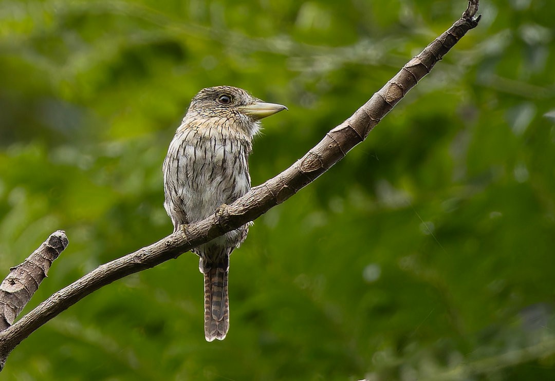 Eastern Striolated-Puffbird (torridus) - ML616941043