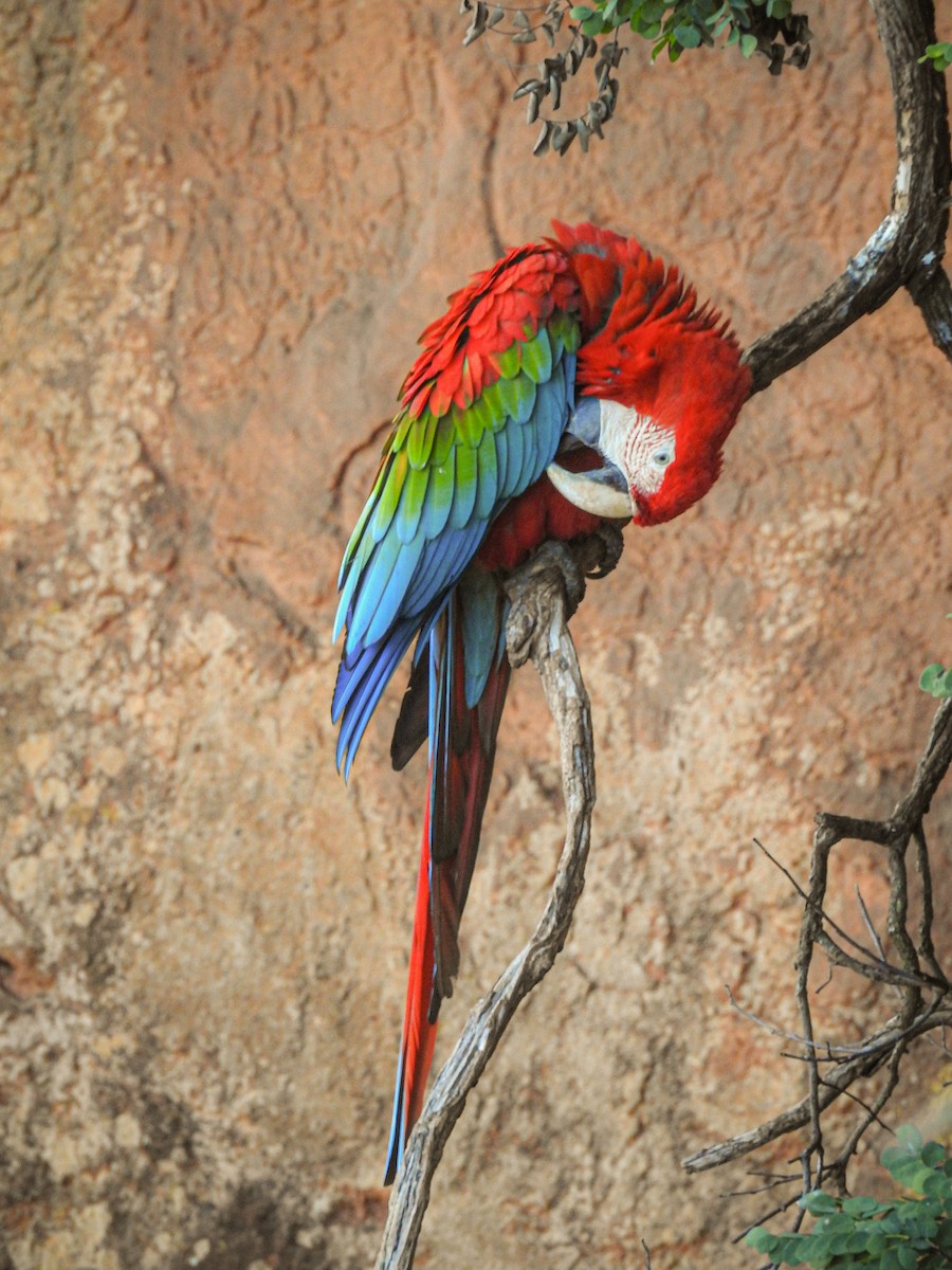 Red-and-green Macaw - ML616941045