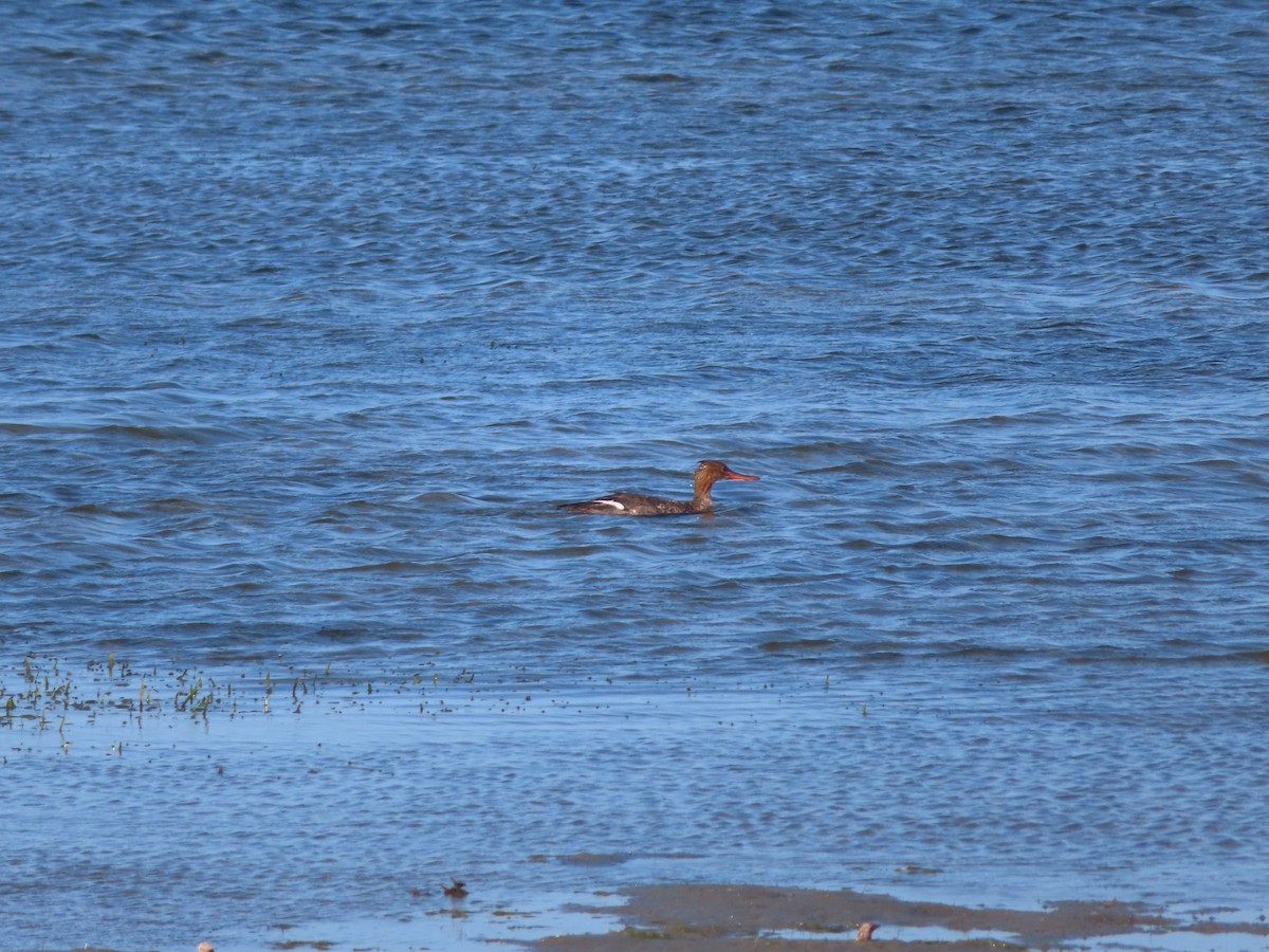 Red-breasted Merganser - ML616941048