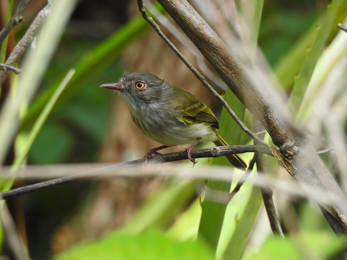 Pearly-vented Tody-Tyrant - ML616941053