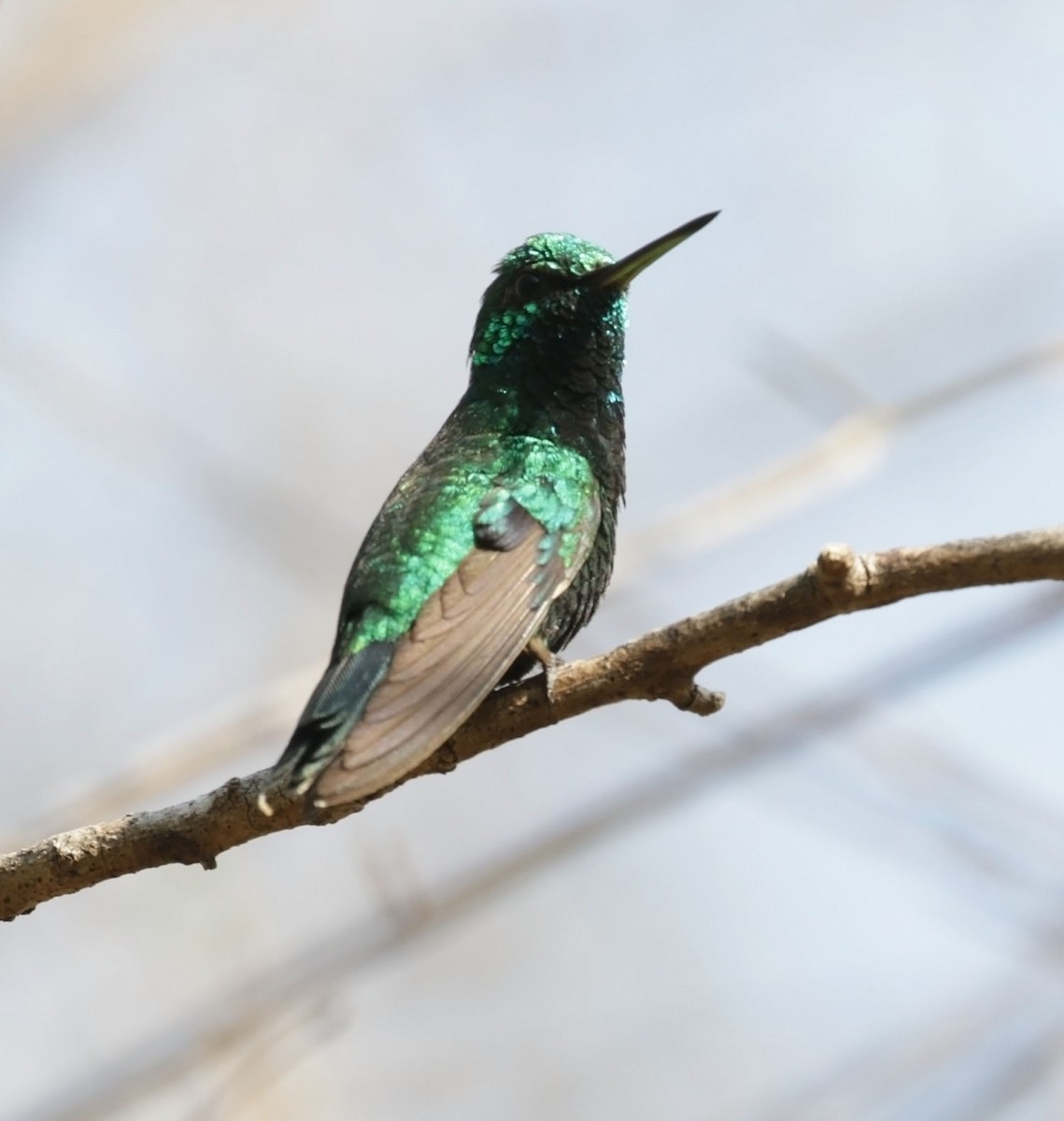 Red-billed Emerald - Trevor Ellery