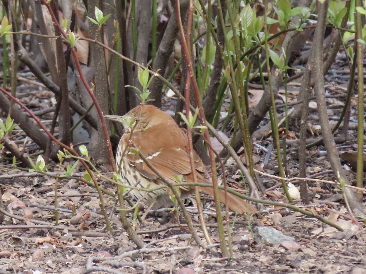 Brown Thrasher - Gerry Hawkins