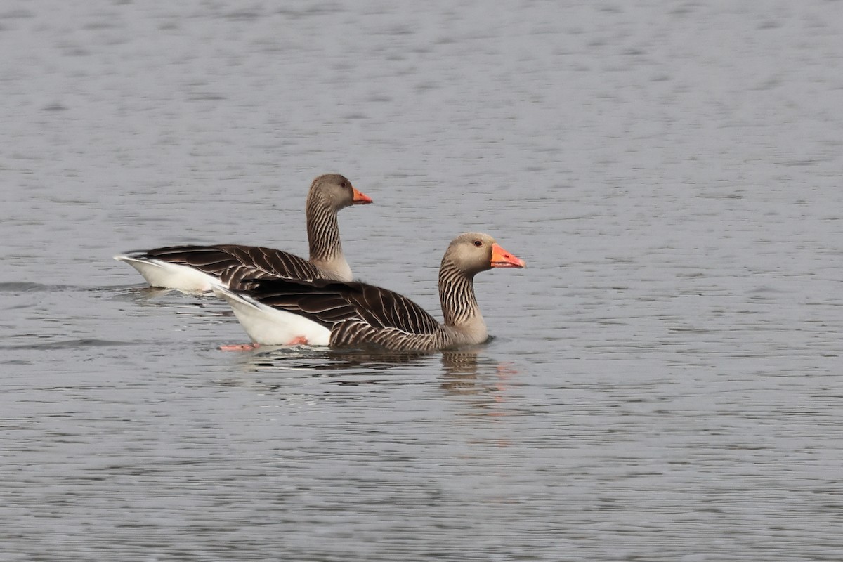 Graylag Goose (European) - Paul (Mac) Smith   🦅