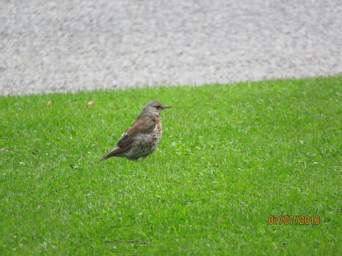 Fieldfare - ML616941096