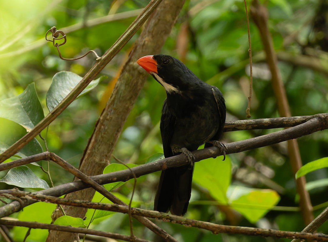 Slate-colored Grosbeak - Allan Clé Porto