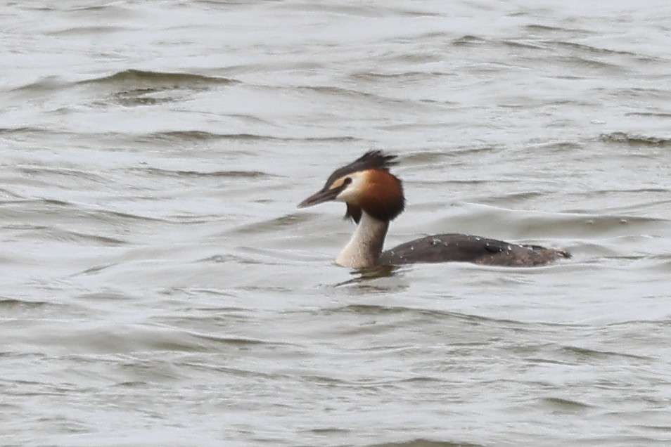 Great Crested Grebe - ML616941138