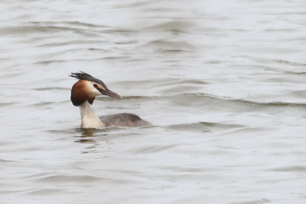 Great Crested Grebe - ML616941139