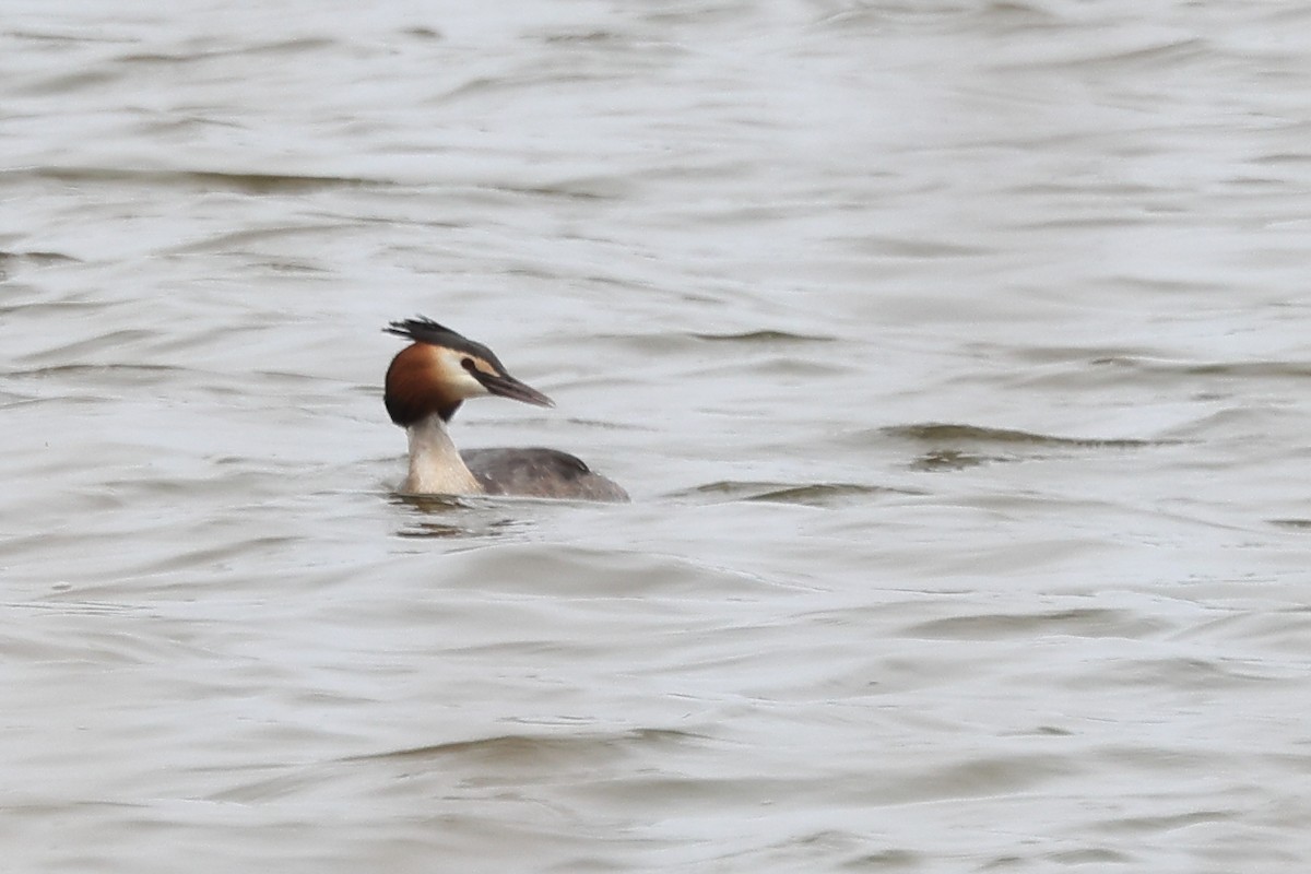 Great Crested Grebe - ML616941140