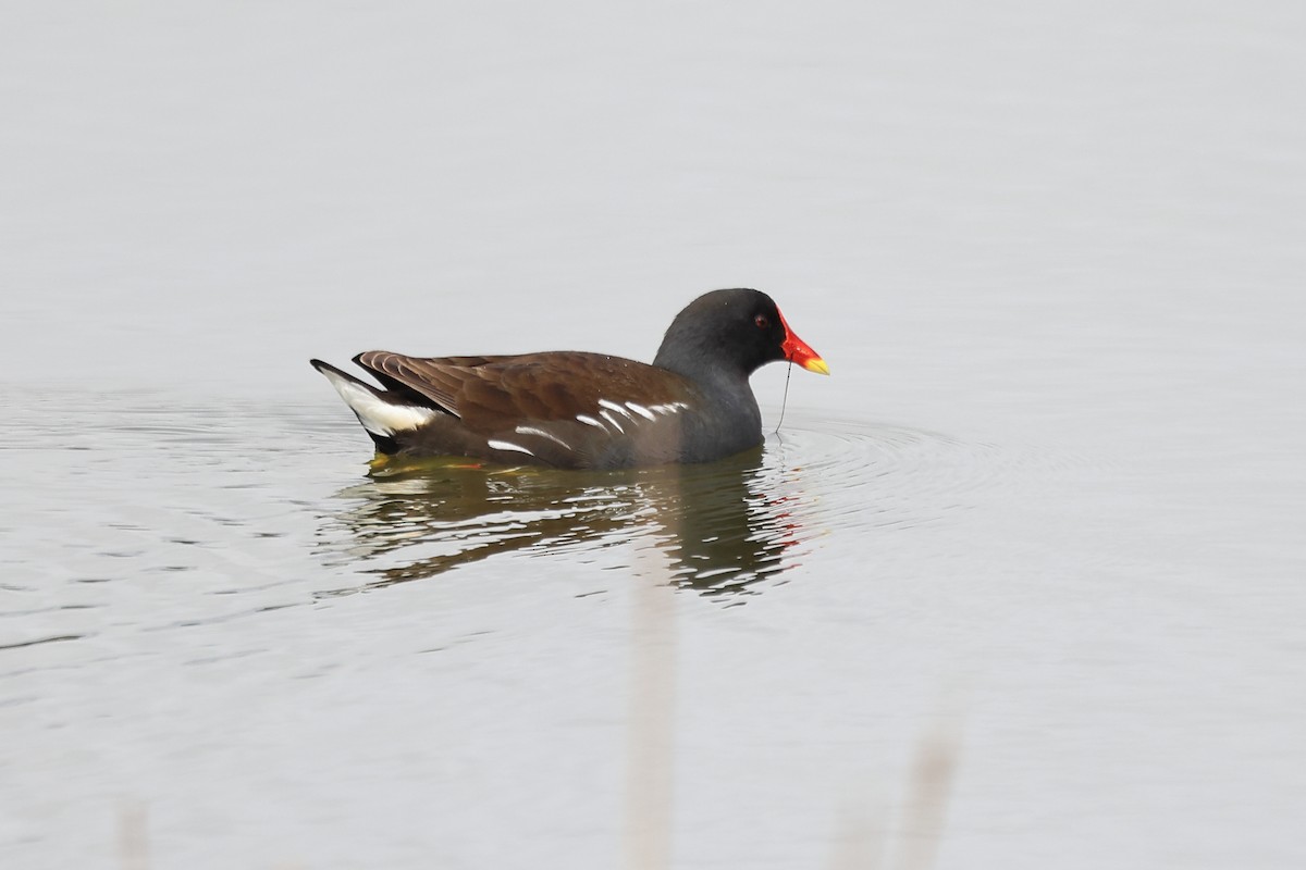 Eurasian Moorhen - ML616941147