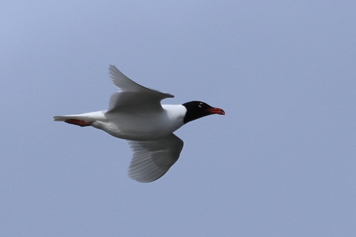 Mediterranean Gull - ML616941165