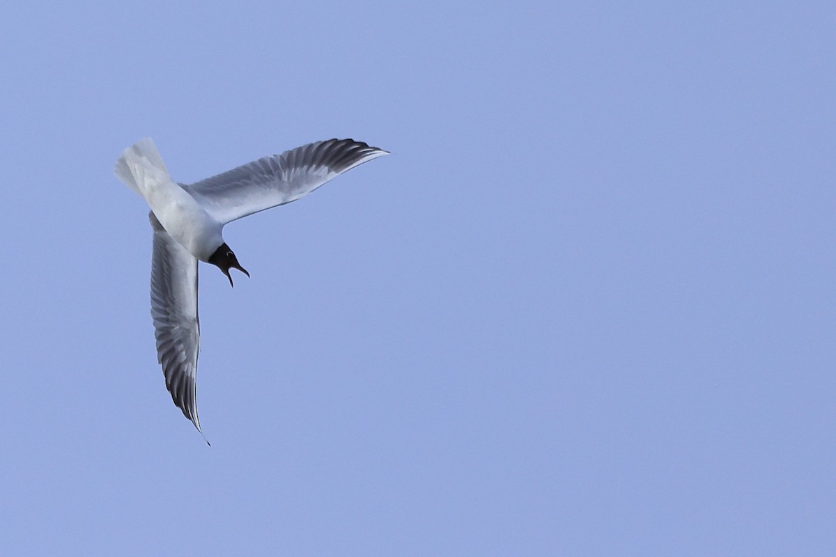 Mouette rieuse - ML616941171