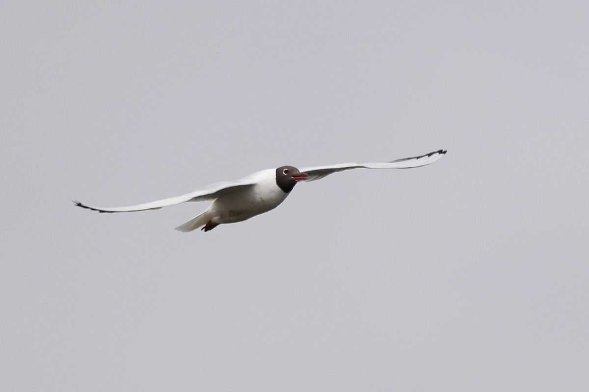 Black-headed Gull - ML616941172