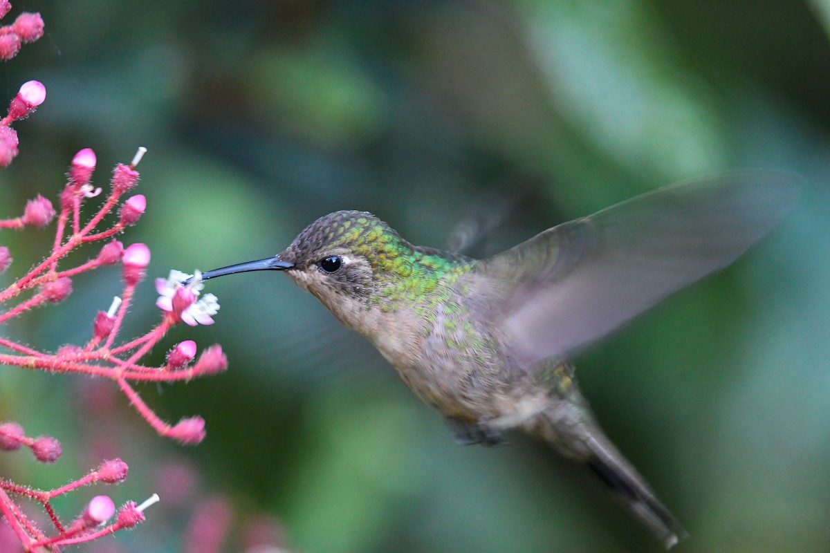 kolibřík haitský - ML616941177