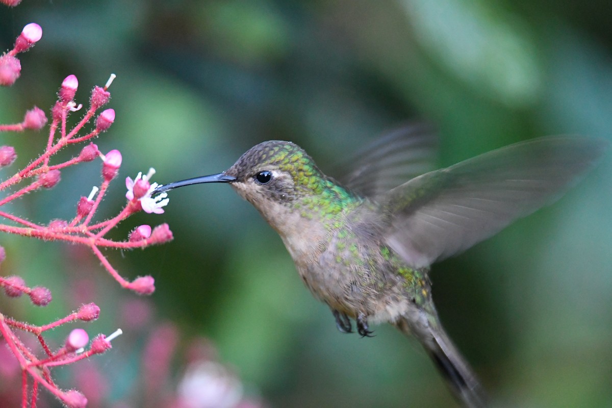 kolibřík haitský - ML616941178