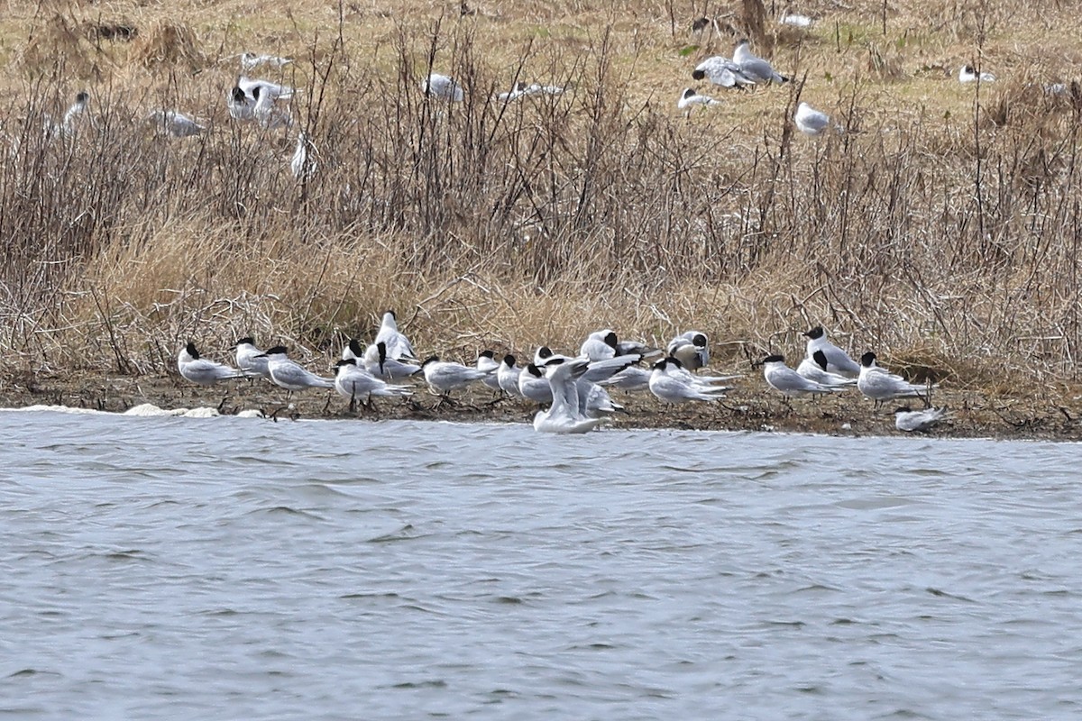 Sandwich Tern (Eurasian) - ML616941195