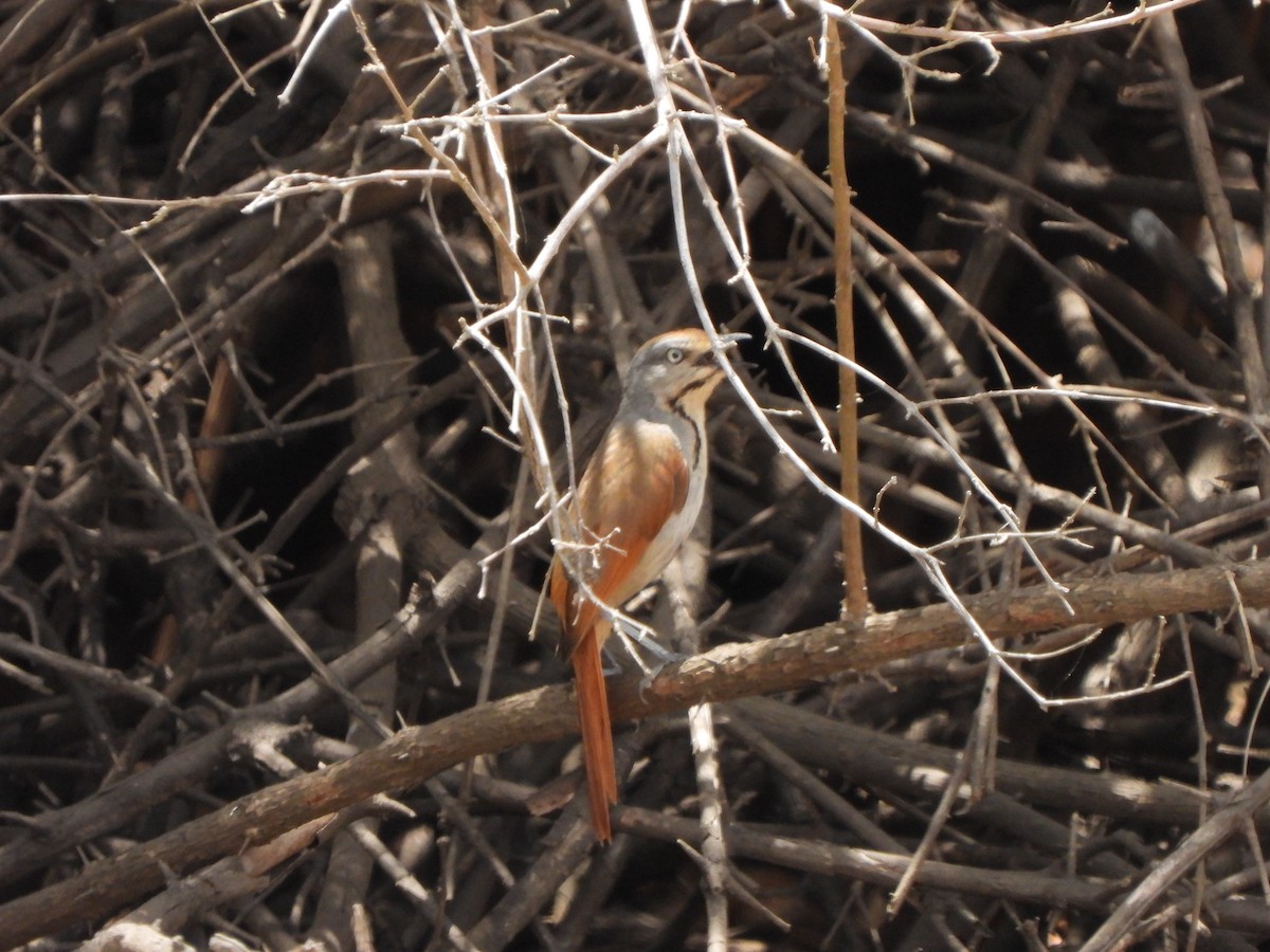 Collared Palm-Thrush - Bev Agler