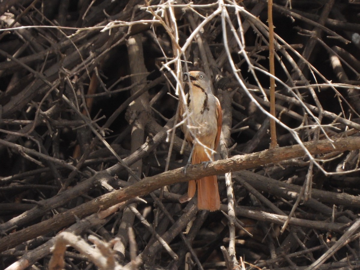 Collared Palm-Thrush - Bev Agler