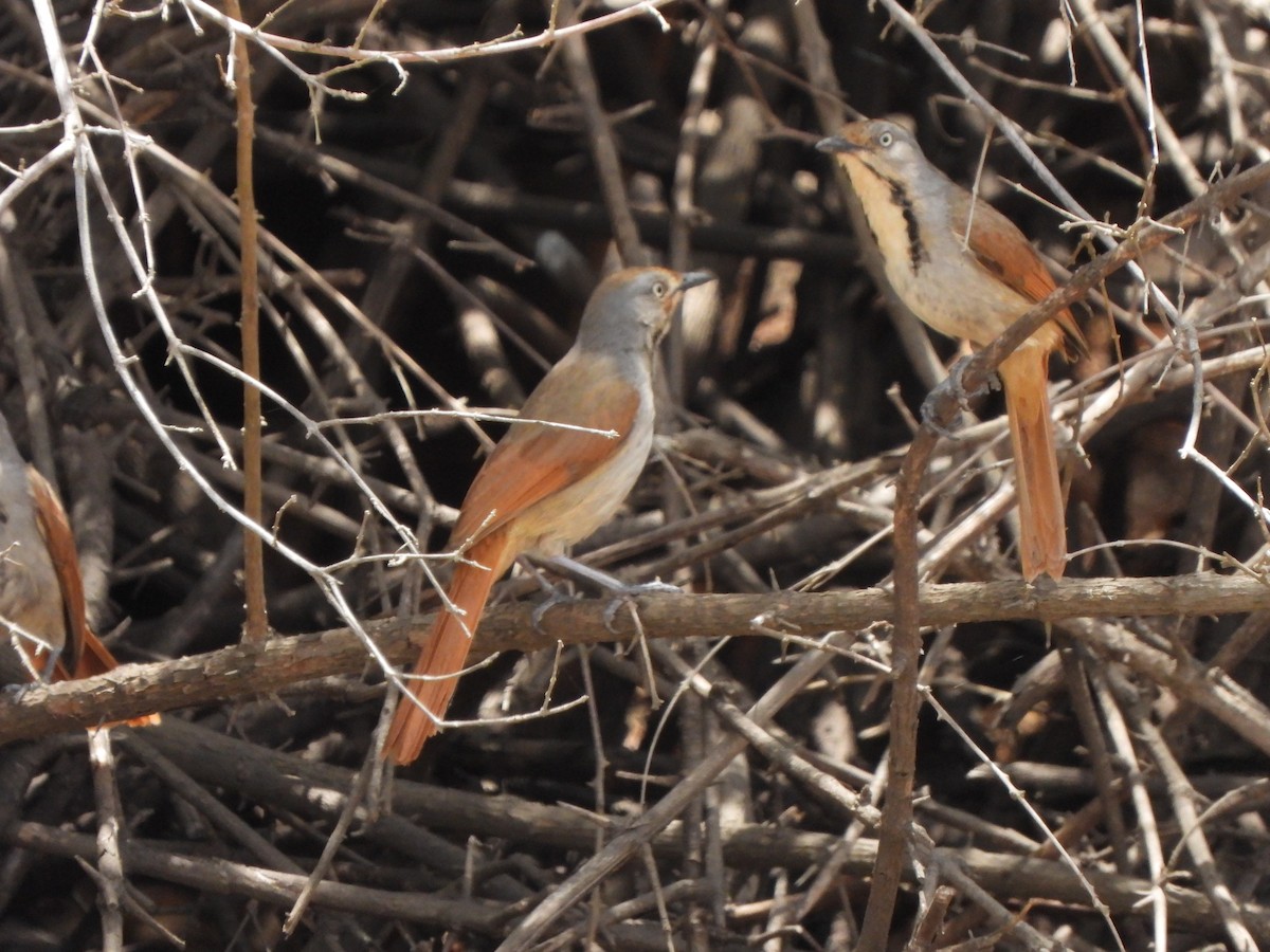 Collared Palm-Thrush - Bev Agler