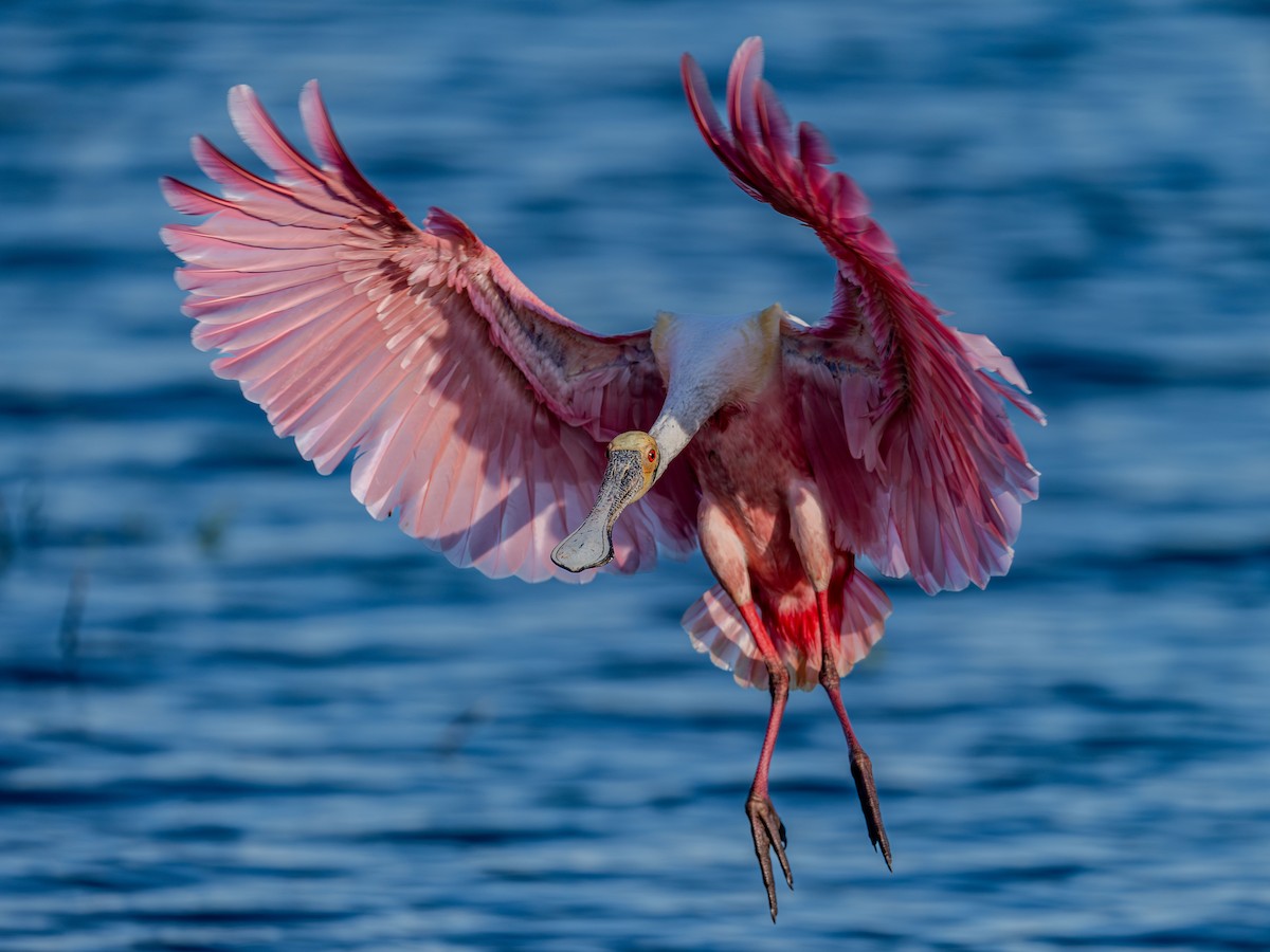 Roseate Spoonbill - ML616941208