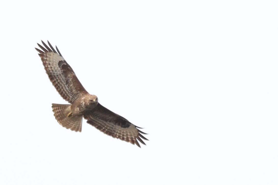 Common Buzzard - ML616941211