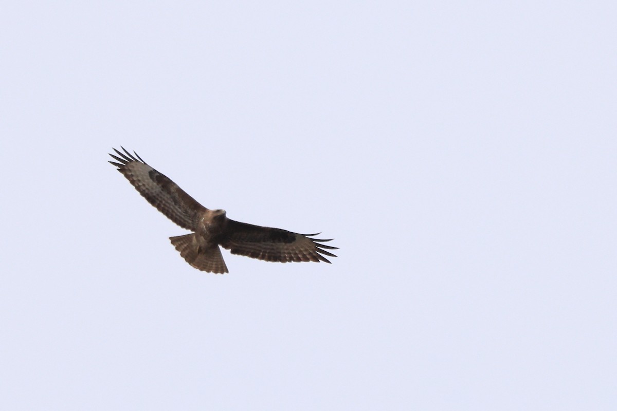 Common Buzzard - ML616941212