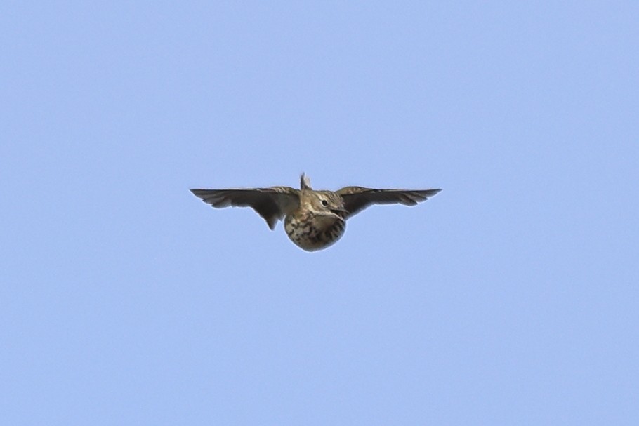 Meadow Pipit - Paul (Mac) Smith   🦅