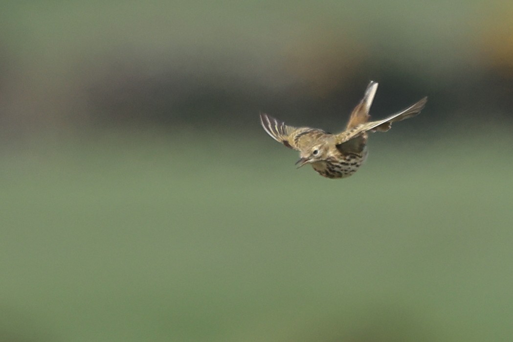 Meadow Pipit - ML616941233